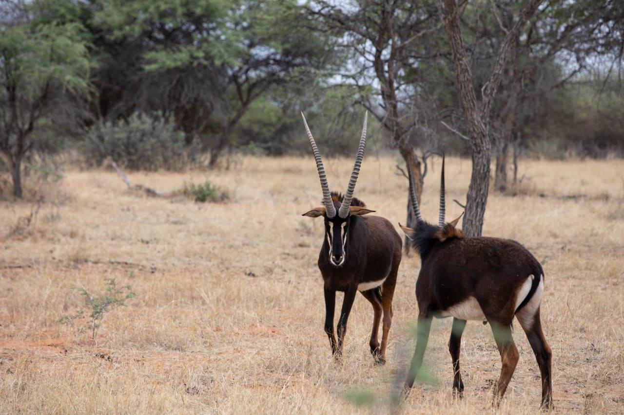 3F1A9115 Large 2 – Copy