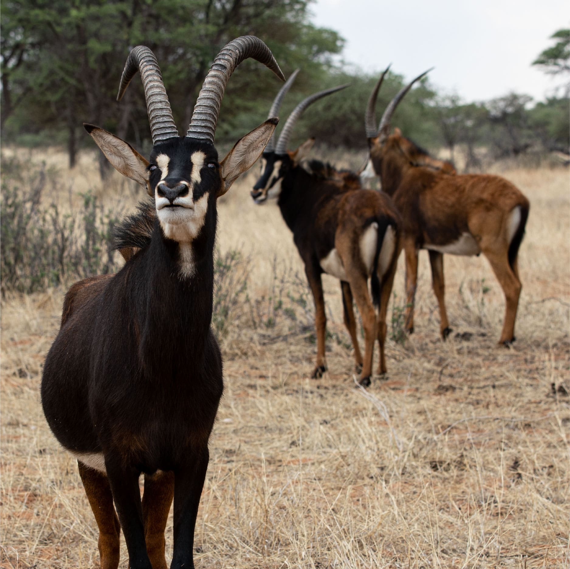 Klawerberg Gallery-23 2