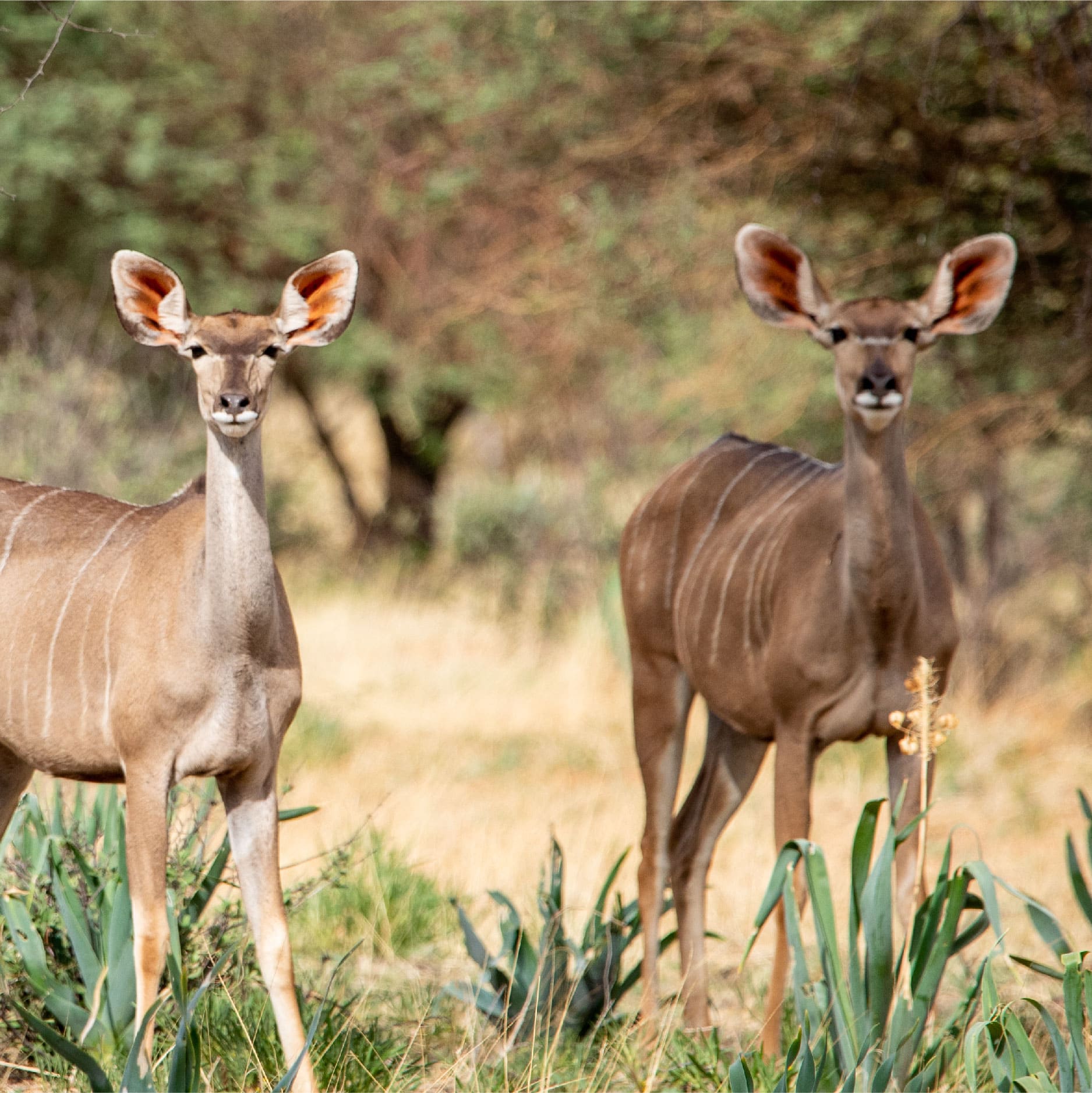 Klawerberg Gallery-31-10