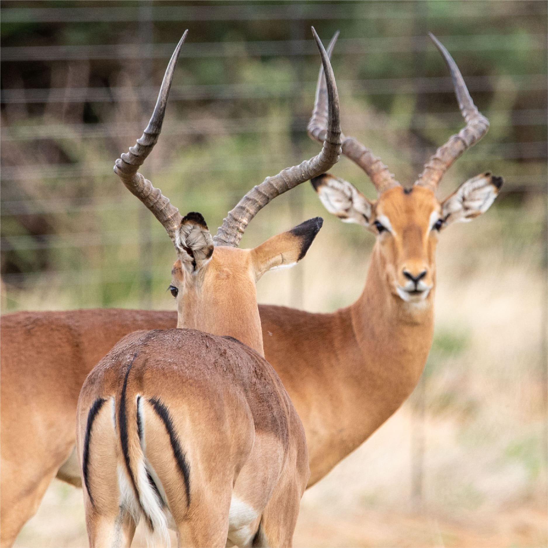 Klawerberg Gallery-31-11