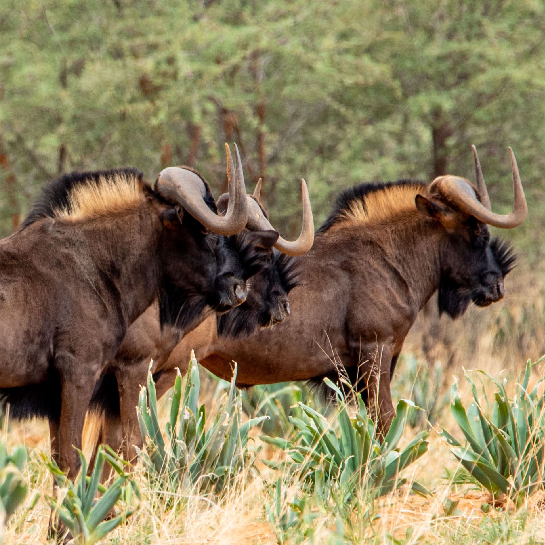 Klawerberg Gallery-31-21