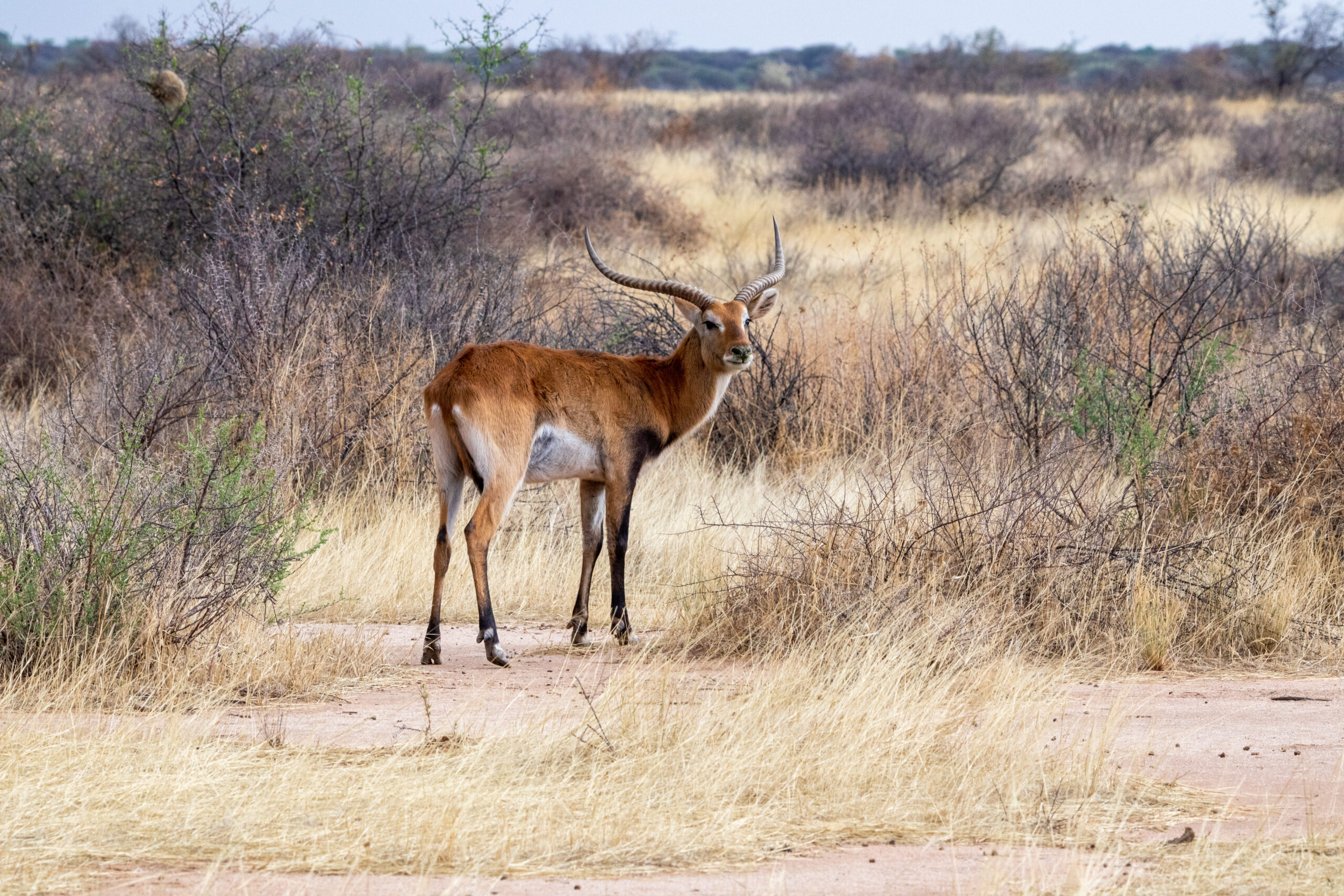 Letchwe Ram – Copy