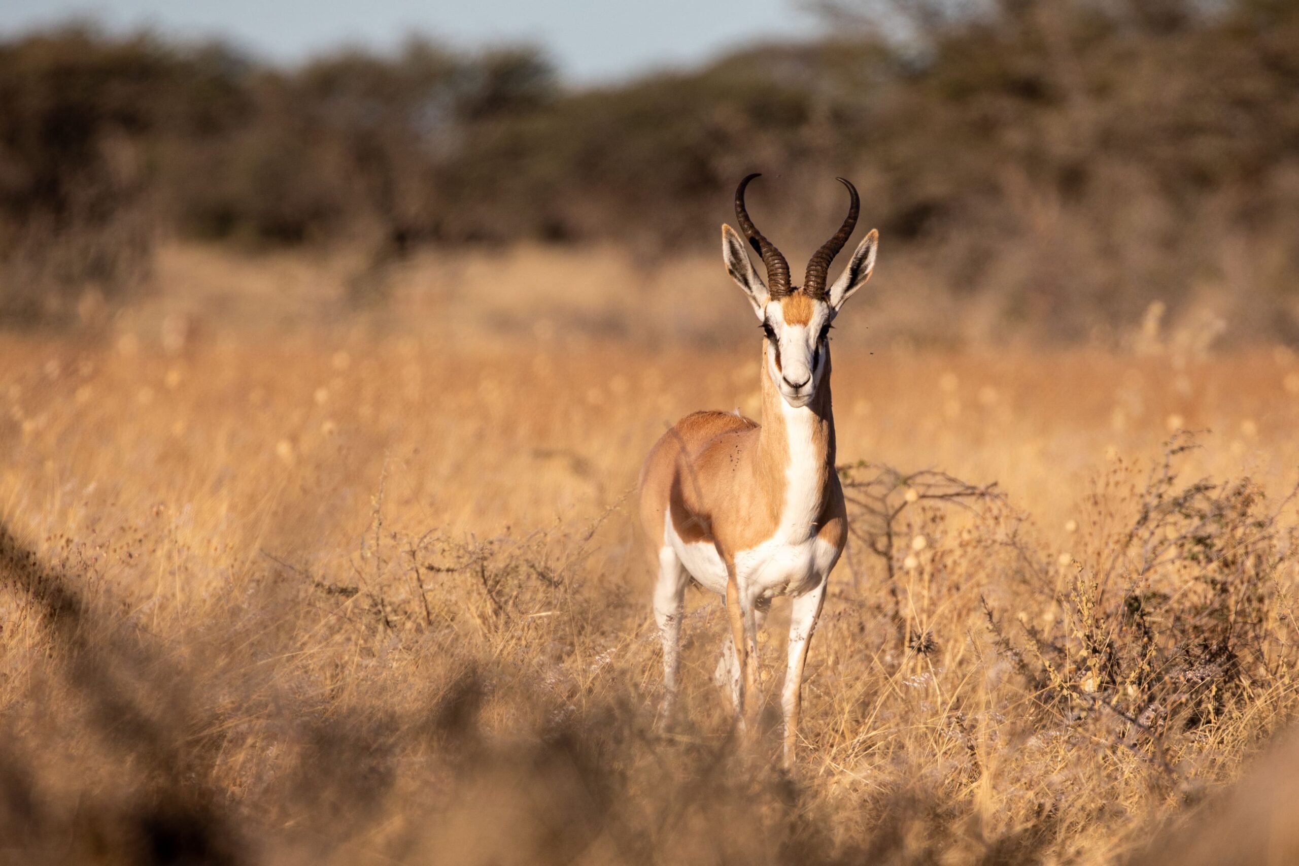 Springbuck Ram – Copy