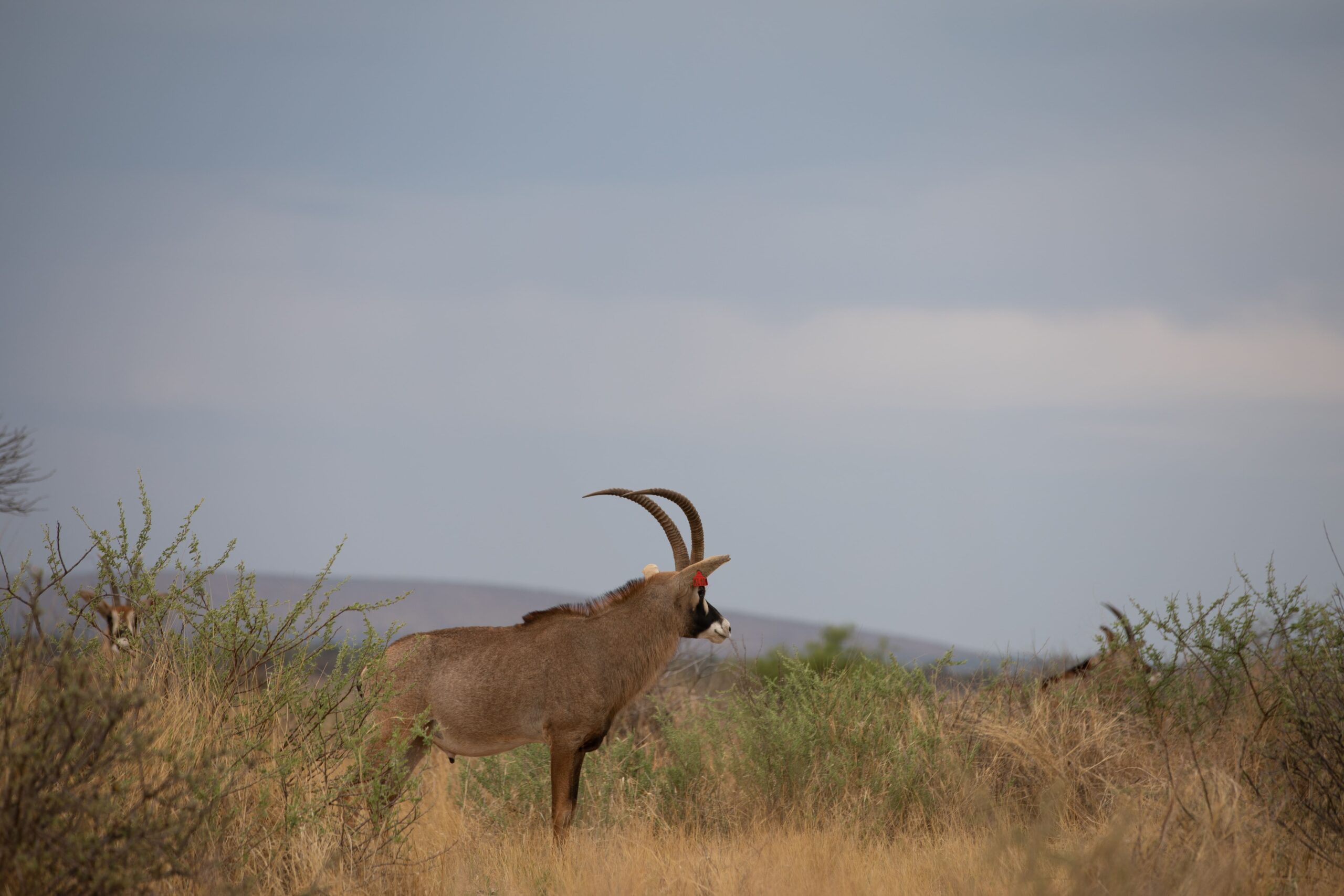 Titan Breeding Bull – Copy